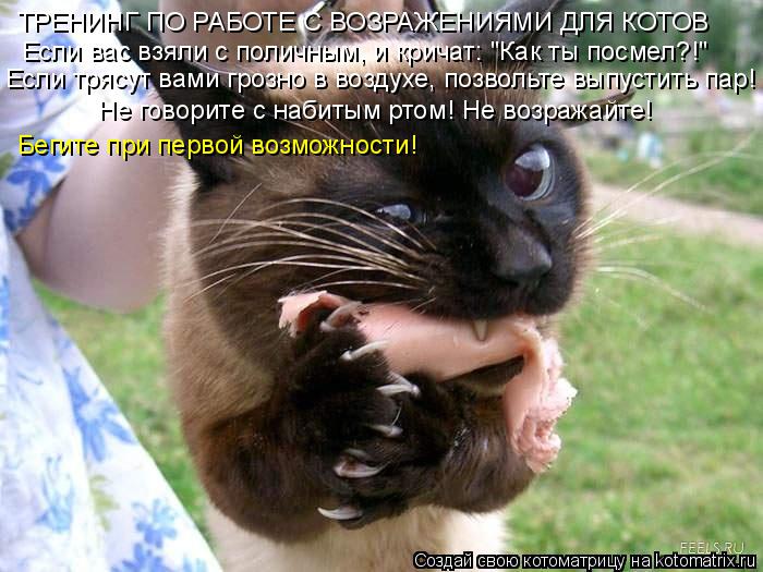 Котоматрица: ТРЕНИНГ ПО РАБОТЕ С ВОЗРАЖЕНИЯМИ ДЛЯ КОТОВ Если вас взяли с поличным, и кричат: "Как ты посмел?!" Не говорите с набитым ртом! Не возражайте! Бе