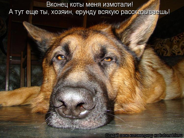 Вконец коты меня измотали! А тут еще ты, хозяин, ерунду всякую рассказываешь!... Котоматрица: Вконец коты меня измотали! А тут еще ты, хозяин, ерунду всякую рассказываешь!