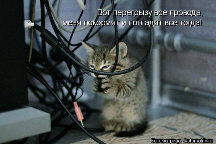 Вот перегрызу все провода, меня покормят и погладят все тогда!... Котоматрица: Вот перегрызу все провода, меня покормят и погладят все тогда!