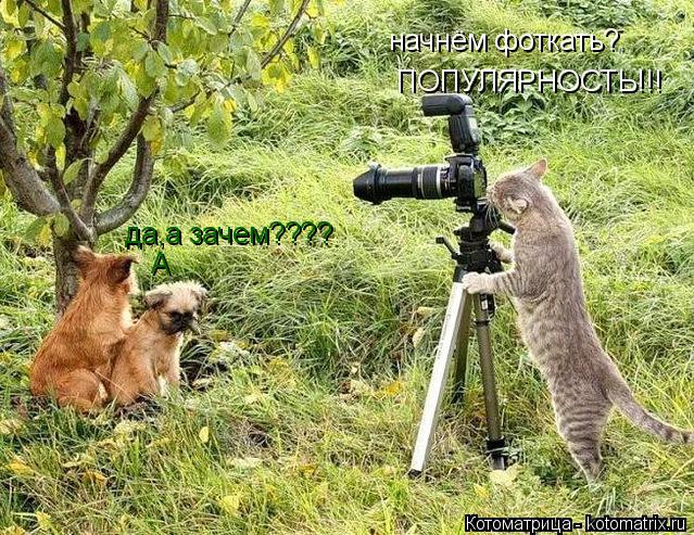 начнём фоткать? да,а зачем???? ПОПУЛЯРНОСТЬ!!! А... Котоматрица: начнём фоткать? да,а зачем???? ПОПУЛЯРНОСТЬ!!! А