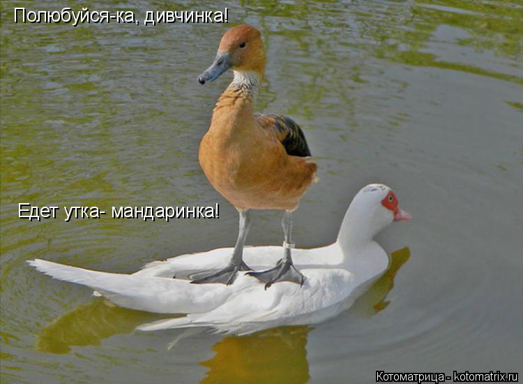 Котоматрица: Полюбуйся-ка, дивчинка! Едет утка- мандаринка!