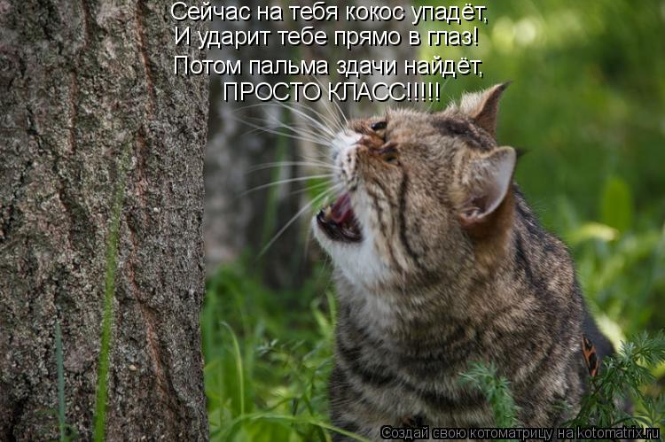 Котоматрица: Сейчас на тебя кокос упадёт, И ударит тебе прямо в глаз! Потом пальма здачи найдёт, ПРОСТО КЛАСС!!!!!