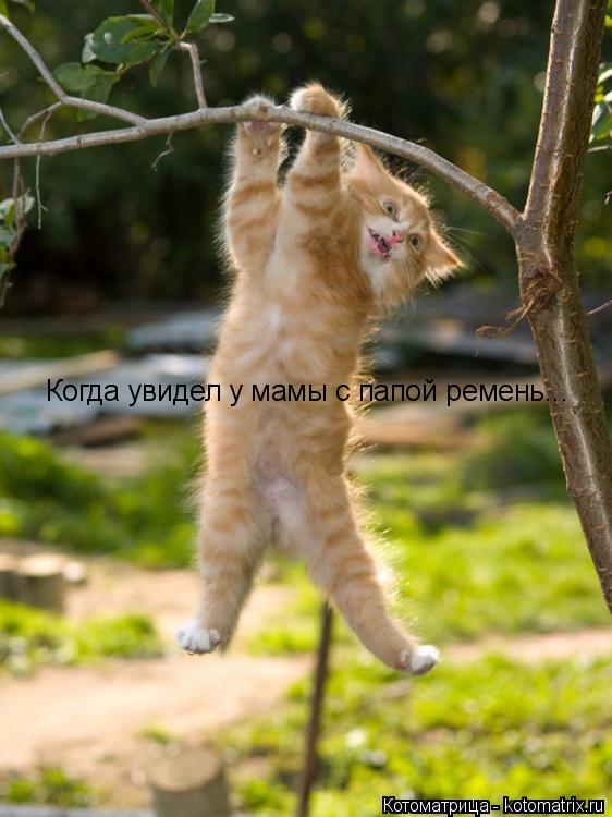 Котоматрица: Когда увидел у мамы с папой ремень...