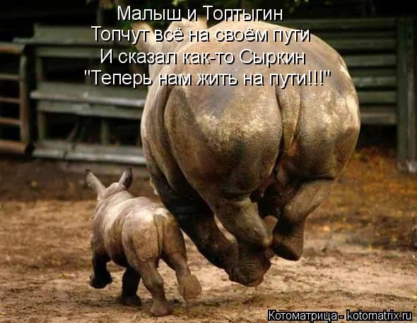 Котоматрица: Малыш и Топтыгин Топчут всё на своём пути И сказал как-то Сыркин "Теперь нам жить на пути!!!"