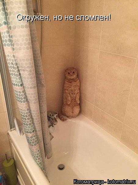 Котоматрица: Окружен, но не сломлен!