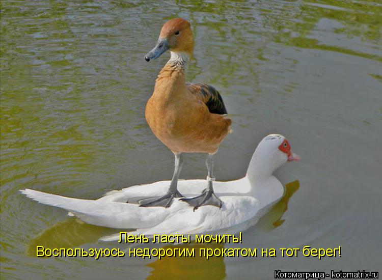 Котоматрица: Воспользуюсь недорогим прокатом на тот берег! Лень ласты мочить!