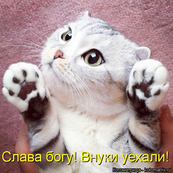 Котоматрица: Слава богу! Внуки уехали!