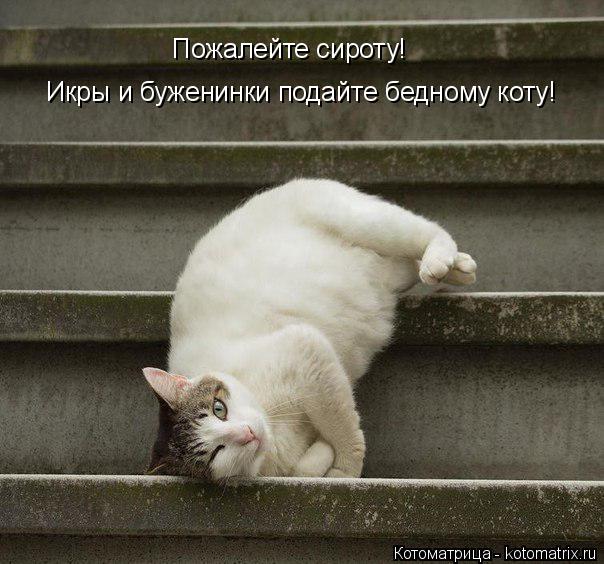 Котоматрица: Пожалейте сироту! Икры и буженинки подайте бедному коту!