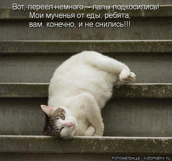 Котоматрица: Мои мученья от еды, ребята, вам, конечно, и не снились!!! Вот, переел немного, - лапы подкосились!