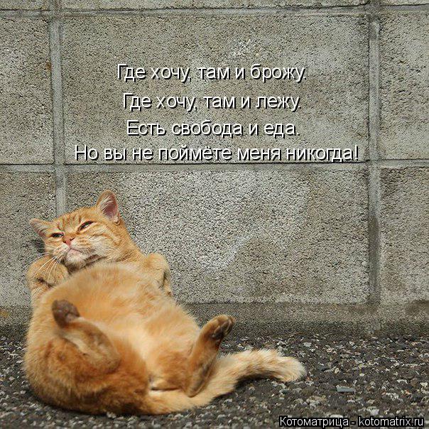 Котоматрица: Где хочу, там и брожу. Где хочу, там и лежу. Есть свобода и еда. Но вы не поймёте меня никогда!