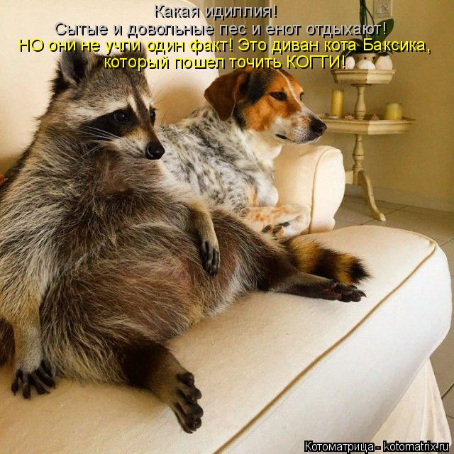 Котоматрица: который пошел точить КОГТИ! НО они не учли один факт! Это диван кота Баксика,  Какая идиллия! Сытые и довольные пес и енот отдыхают!