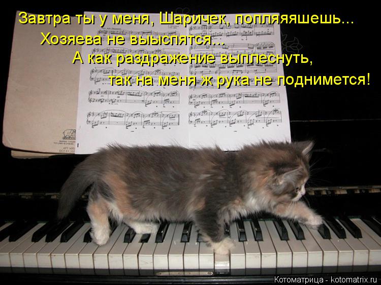 Котоматрица: Завтра ты у меня, Шаричек, попляяяшешь... Хозяева не выыспятся... А как раздражение выплеснуть, так на меня ж рука не поднимется!