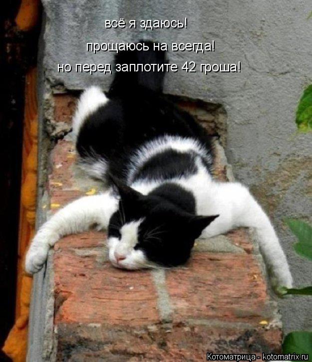Котоматрица: всё я здаюсь! всё я здаюсь! прощаюсь на всегда! но перед заплотите 42 гроша!