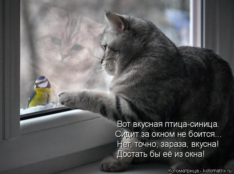 Котоматрица: Вот вкусная птица-синица. Сидит за окном не боится... Нет, точно, зараза, вкусна! Достать бы её из окна!