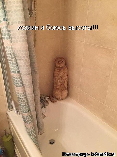 Котоматрица: хозяин я боюсь высоты!!!