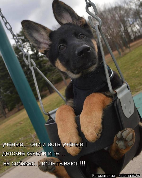 Котоматрица: учёные... они и есть учёные ! детские качели и те...  на собаках... испытывают !!!