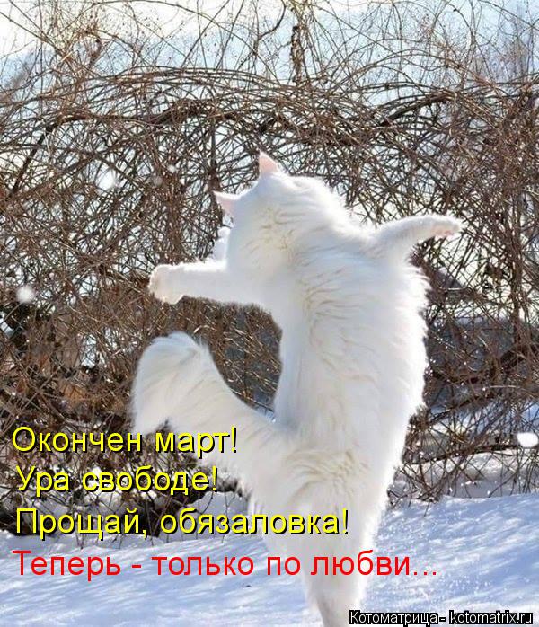 Котоматрица: Окончен март!  Ура свободе! Прощай, обязаловка! Теперь - только по любви...