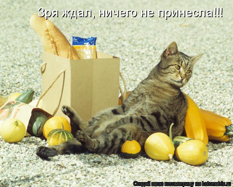 Котоматрица: Зря ждал, ничего не принесла!!!