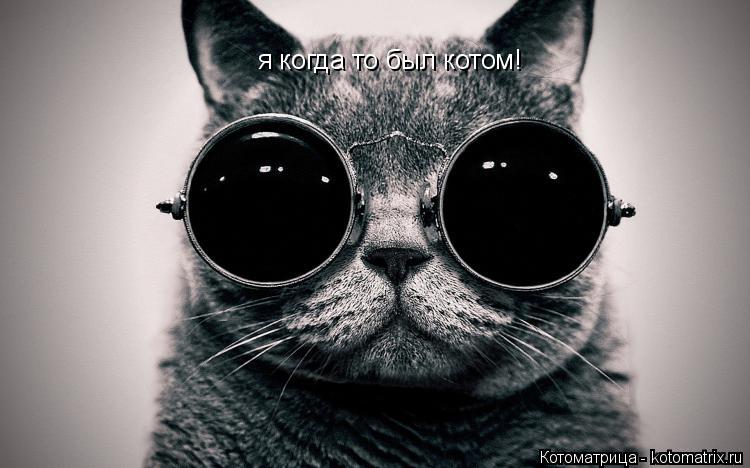 Котоматрица: я когда то был котом!
