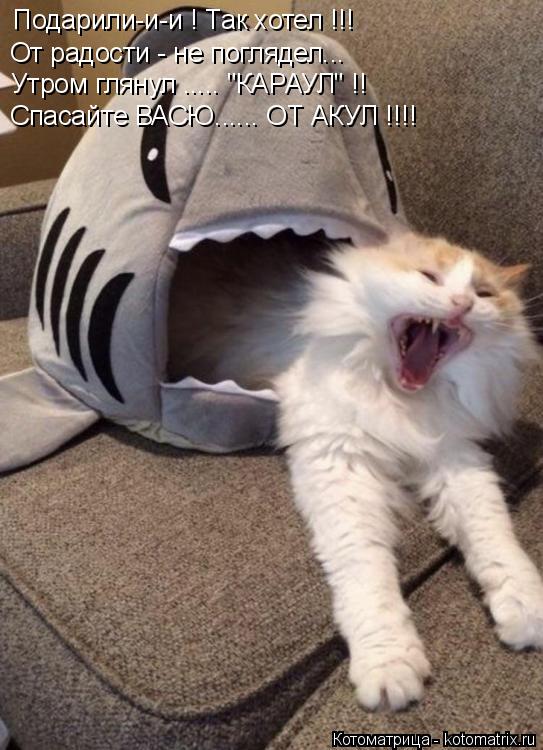 Котоматрица: Подарили-и-и ! Так хотел !!! От радости - не поглядел... Утром глянул ..... "КАРАУЛ" !! Спасайте ВАСЮ...... ОТ АКУЛ !!!!