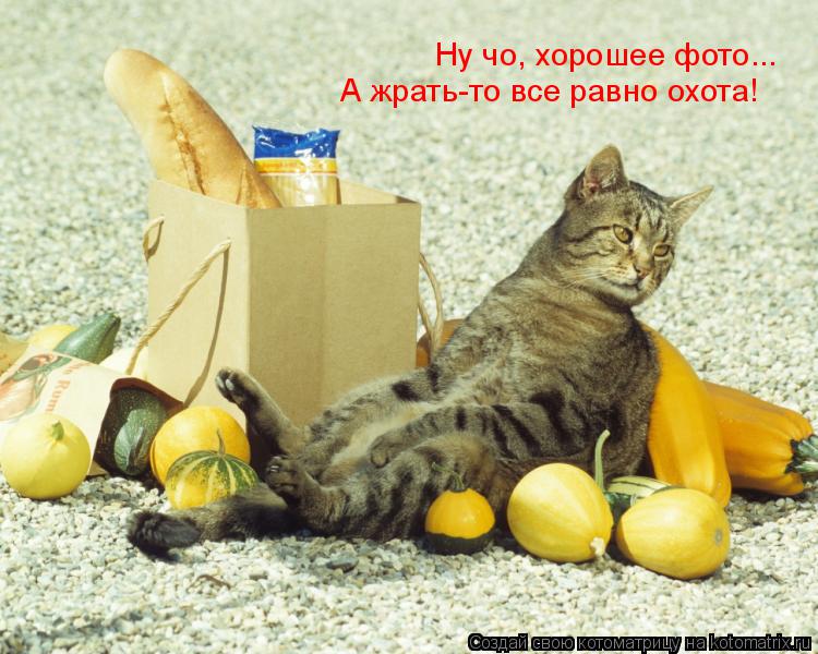 Котоматрица: Ну чо, хорошее фото... А жрать-то все равно охота!