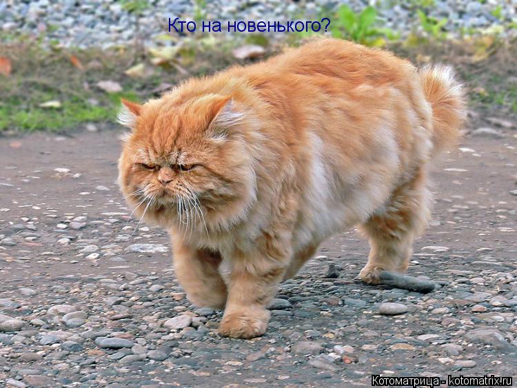 Котоматрица: Кто на новенького?