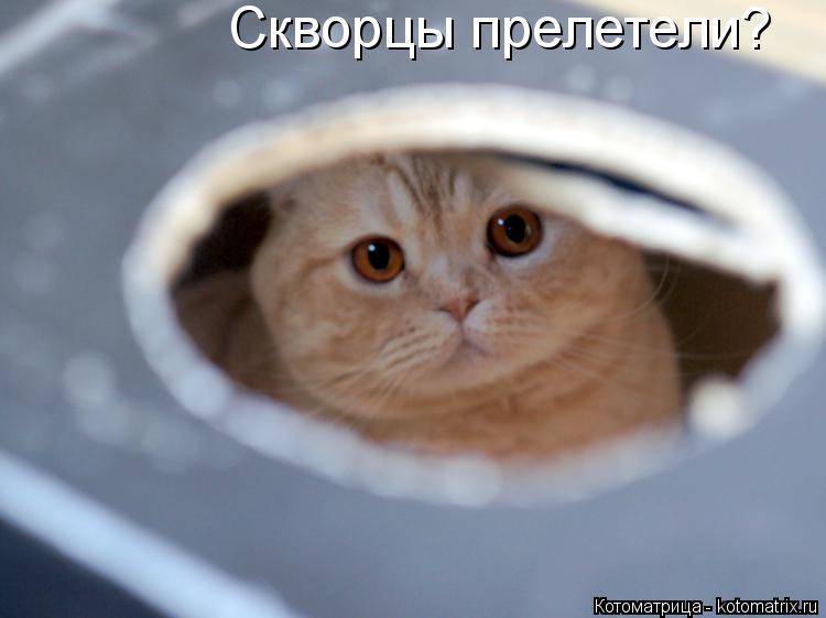 Котоматрица: Скворцы прелетели?