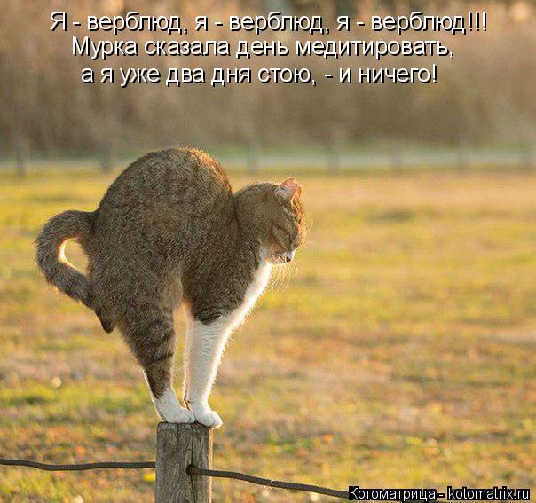 Котоматрица: Я - верблюд, я - верблюд, я - верблюд!!! Мурка сказала день медитировать,  а я уже два дня стою, - и ничего!