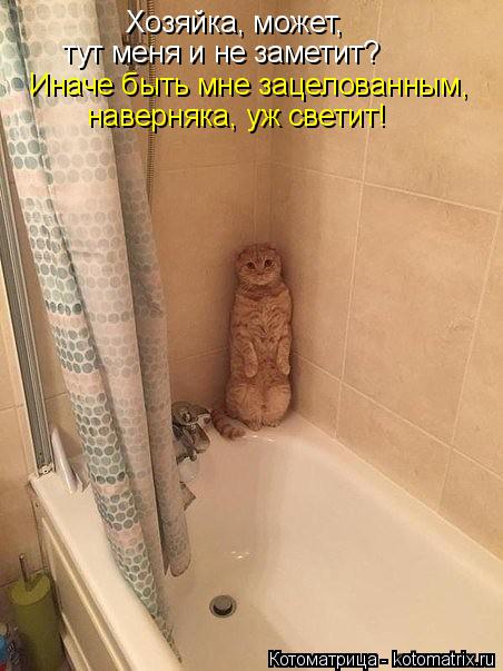 Котоматрица: Хозяйка, может, тут меня и не заметит? наверняка, уж светит! Иначе быть мне зацелованным,