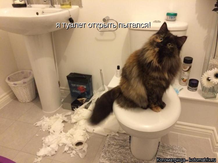 Котоматрица: я туалет открыть пытался!