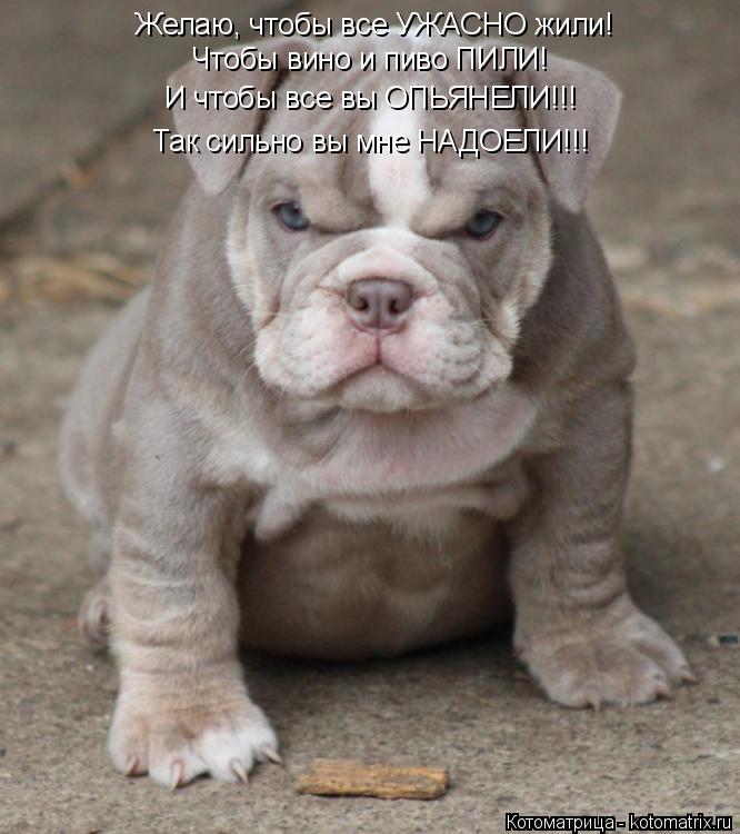 Котоматрица: Желаю, чтобы все УЖАСНО жили! Чтобы вино и пиво ПИЛИ! И чтобы все вы ОПЬЯНЕЛИ!!! Так сильно вы мне НАДОЕЛИ!!!