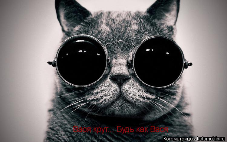 Котоматрица: Вася крут... Будь как Вася