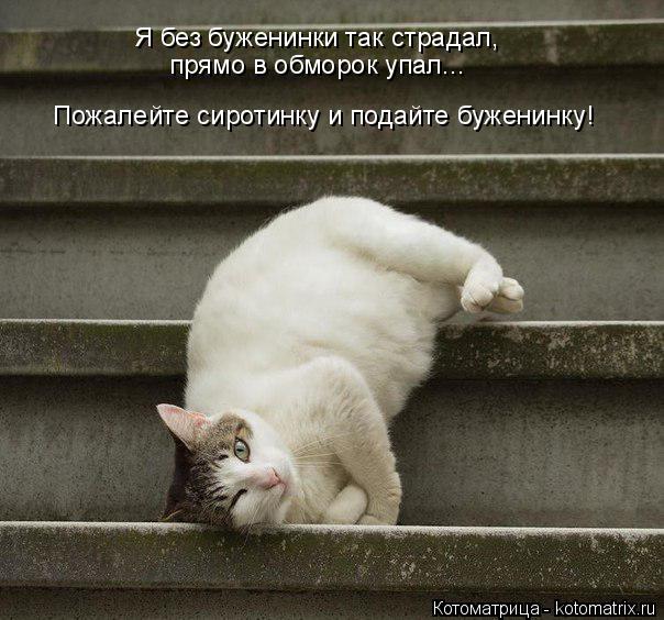 Котоматрица: Я без буженинки так страдал, прямо в обморок упал... Пожалейте сиротинку и подайте буженинку!