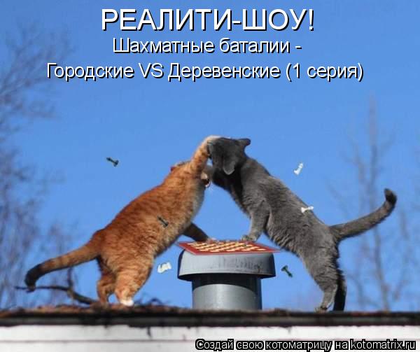 Котоматрица: РЕАЛИТИ-ШОУ! Шахматные баталии - Городские VS Деревенские (1 серия)