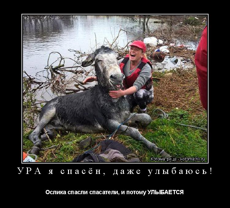 Котоматрица: УРА я спасён, даже улыбаюсь! Ослика спасли спасатели, и потому УЛЫБАЕТСЯ