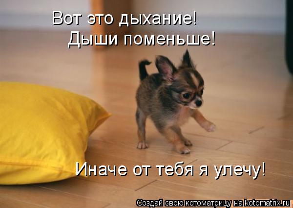 Котоматрица: Вот это дыхание! Дыши поменьше! Иначе от тебя я улечу!