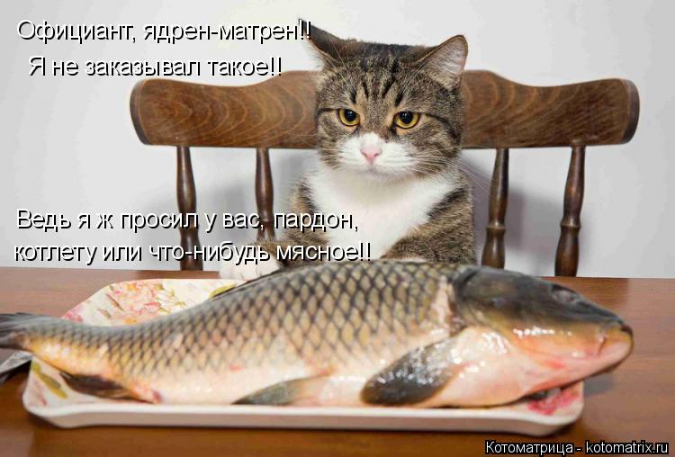 Котоматрица: Официант, ядрен-матрен!! Я не заказывал такое!! Ведь я ж просил у вас, пардон, котлету или что-нибудь мясное!!