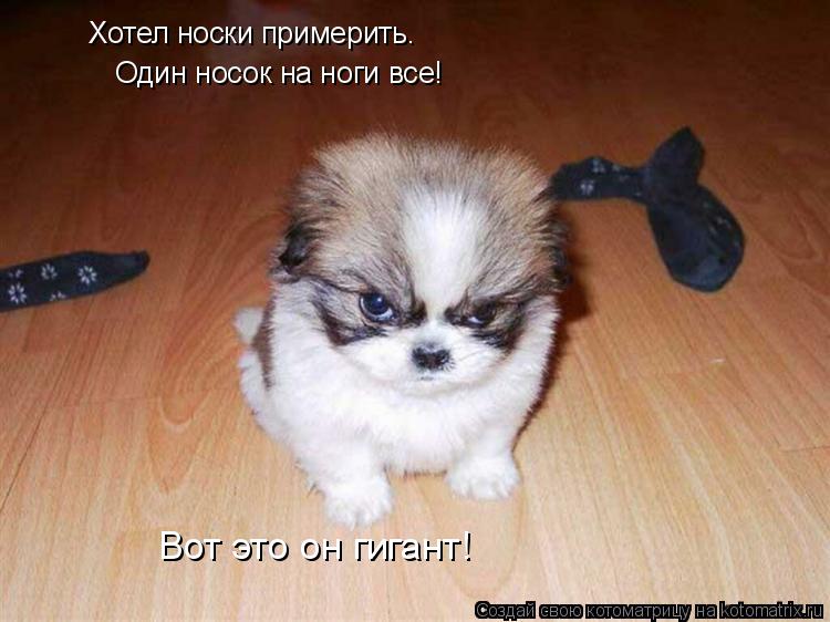 Котоматрица: Хотел носки примерить. Один носок на ноги все! Вот это он гигант!