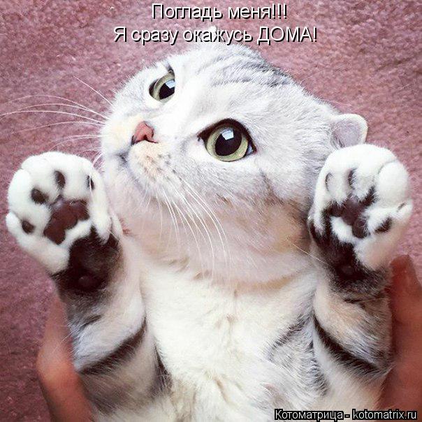 Котоматрица: Погладь меня!!! Я сразу окажусь ДОМА!