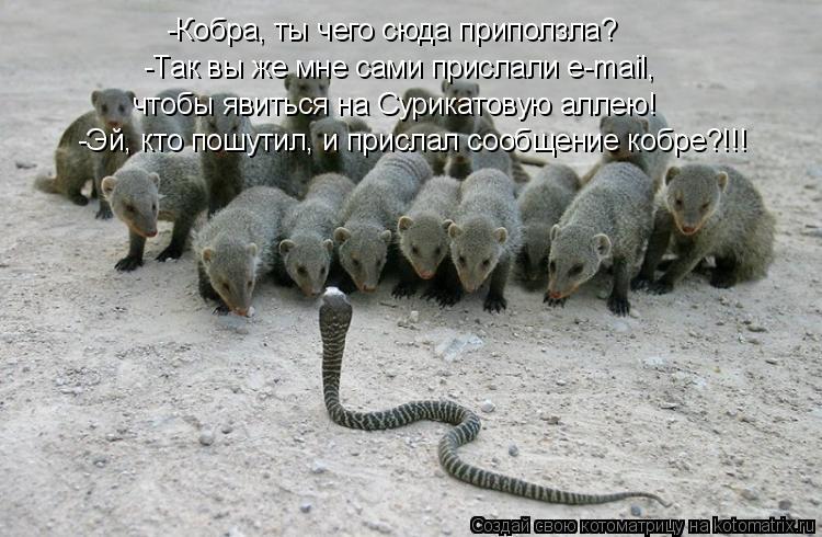 Котоматрица: -Кобра, ты чего сюда приползла? -Так вы же мне сами прислали e-mail, -Эй, кто пошутил, и прислал сообщение кобре?!!! чтобы явиться на Сурикатовую ал