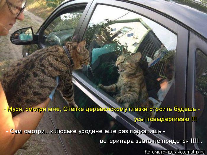 Котоматрица: - Муся, смотри мне, Степке деревенскому глазки строить будешь - усы повыдергиваю !!! - Сам смотри...к Люське уродине еще раз подкатишь - ветерин