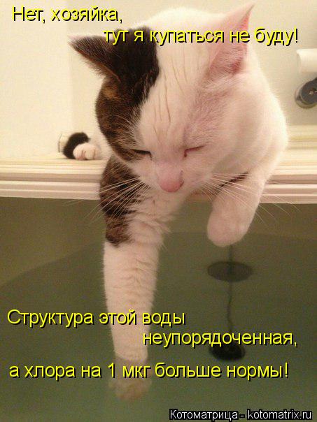 Котоматрица: Нет, хозяйка, тут я купаться не буду! Структура этой воды неупорядоченная, а хлора на 1 мкг больше нормы!
