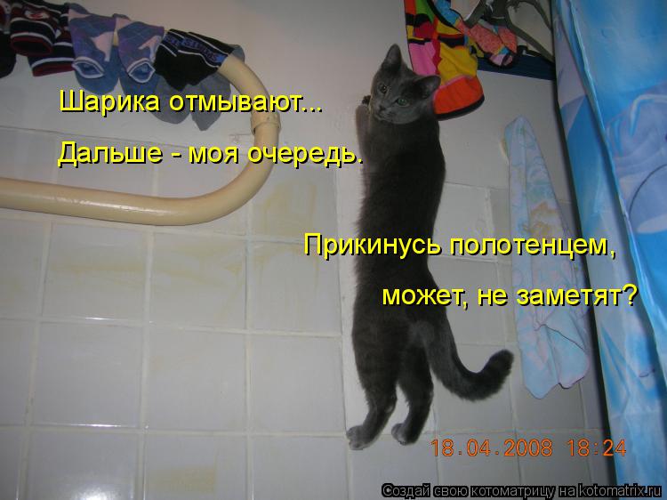 Котоматрица: Шарика отмывают... Дальше - моя очередь. Прикинусь полотенцем, может, не заметят?