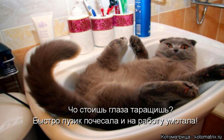 Котоматрица: Чо стоишь глаза таращишь? Быстро пузик почесала и на работу умотала!
