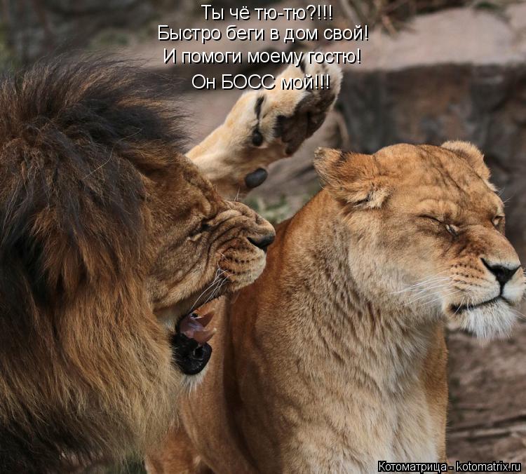 Котоматрица: Ты чё тю-тю?!!! Быстро беги в дом свой! И помоги моему гостю! Он БОСС мой!!!
