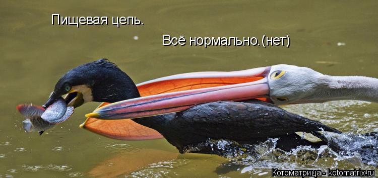 Котоматрица: Пищевая цепь. Всё нормально.(нет)