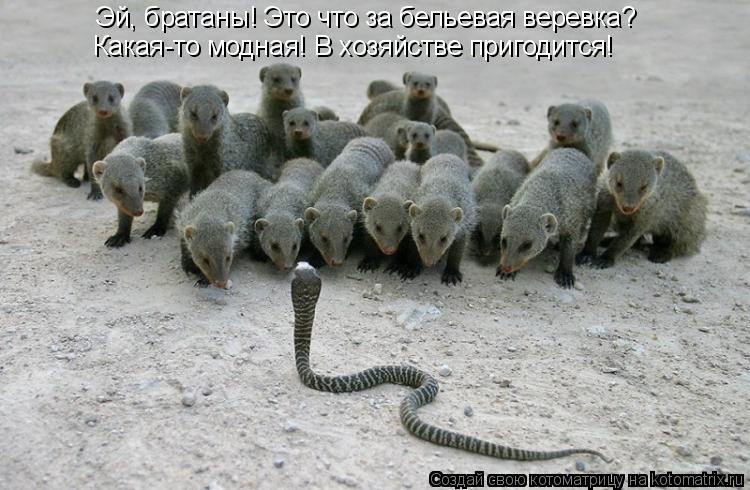 Котоматрица: Эй, братаны! Это что за бельевая веревка? Какая-то модная! В хозяйстве пригодится!