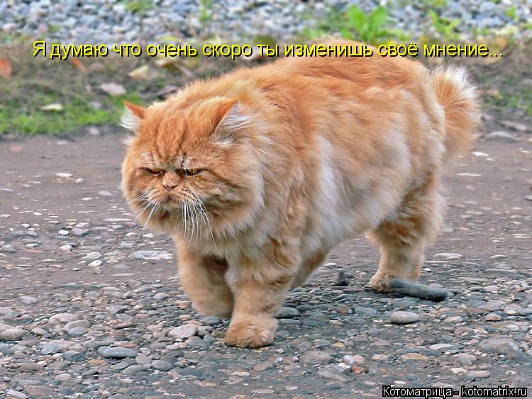 Котоматрица: Я думаю что очень скоро ты изменишь своё мнение...