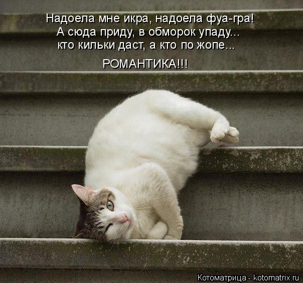 Котоматрица: Надоела мне икра, надоела фуа-гра! А сюда приду, в обморок упаду... кто кильки даст, а кто по жопе... РОМАНТИКА!!!