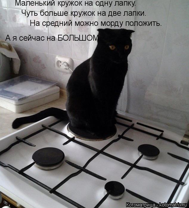 Котоматрица: Маленький кружок на одну лапку. Чуть больше кружок на две лапки. На средний можно морду положить. А я сейчас на БОЛЬШОМ.